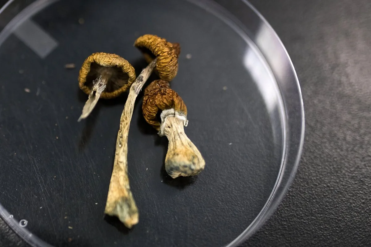 First-of-its-kind clinic treats psychedelic side effects
