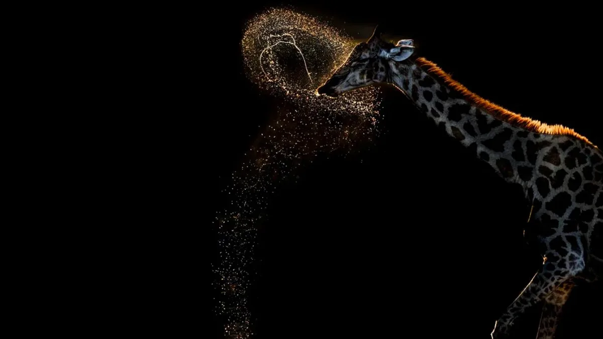 Vaidehi Chandrasekar, 72, wins global nature photography gold for giraffe shot