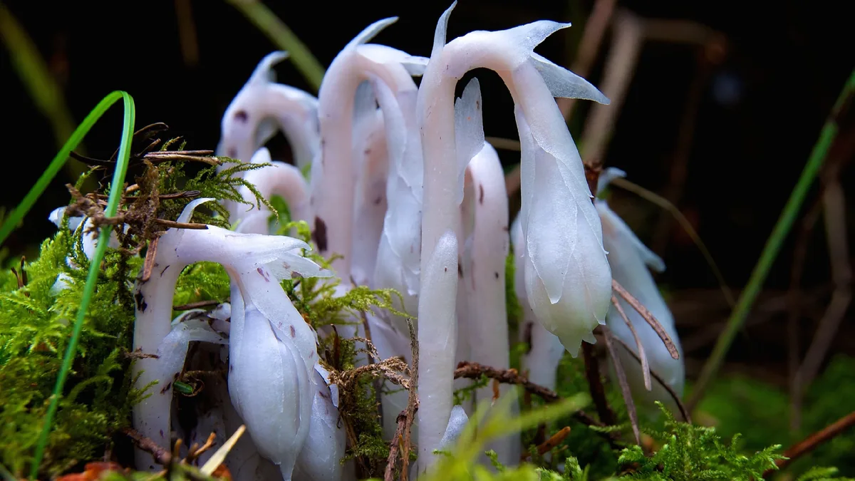Robot aids rare plant, wildlife research in China's Ailao Mountains