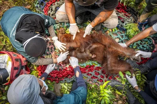 Walking through flames: orangutans rescued in Indonesia fires