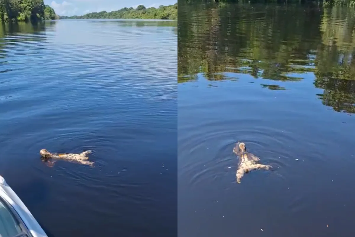 Bicho-preguiça é visto nadando em rio durante passeio turístico no Amazonas; VÍDEO