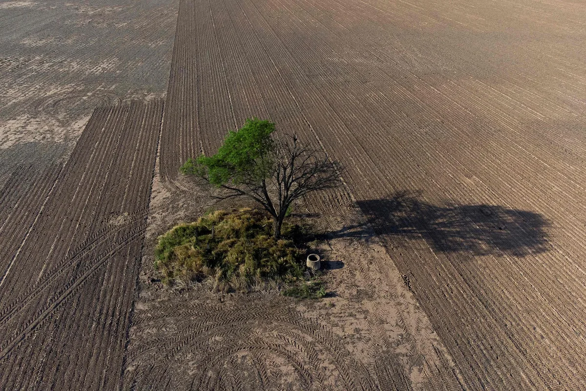 Un artículo de Nature revela que Chaco promovió la deforestación ilegal de bosques nativos durante 15 años