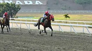 Caballo importado fue sacrificado en La Rinconada por esta razón