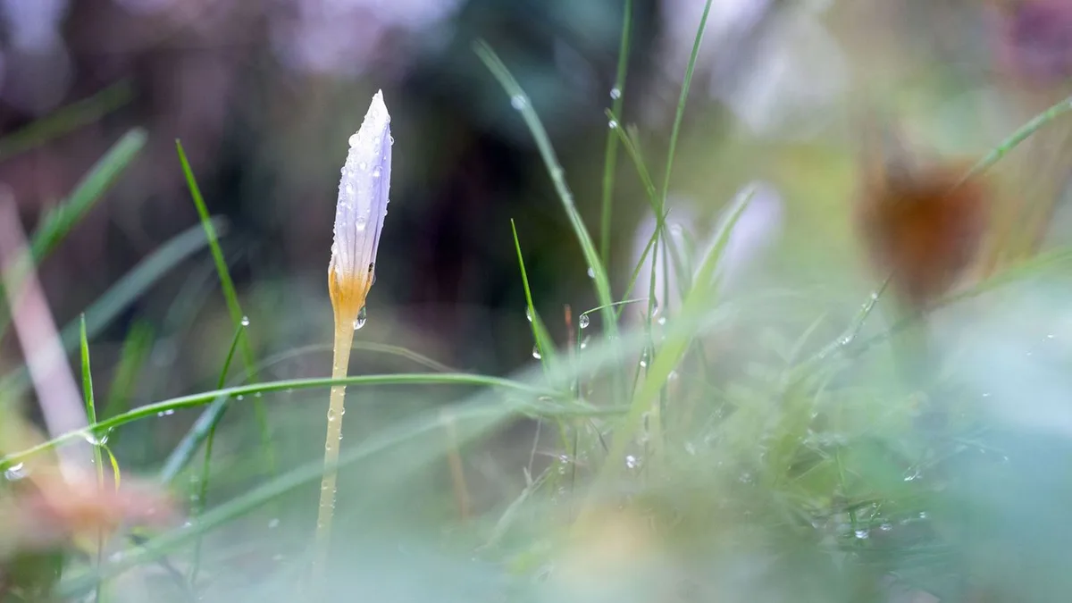 Wetterausblick: Wochenende in Bayern bringt Regen statt goldener Sonne