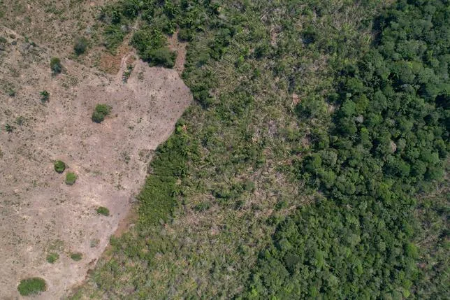 Brésil : la déforestation de l’Amazonie à son plus bas historique