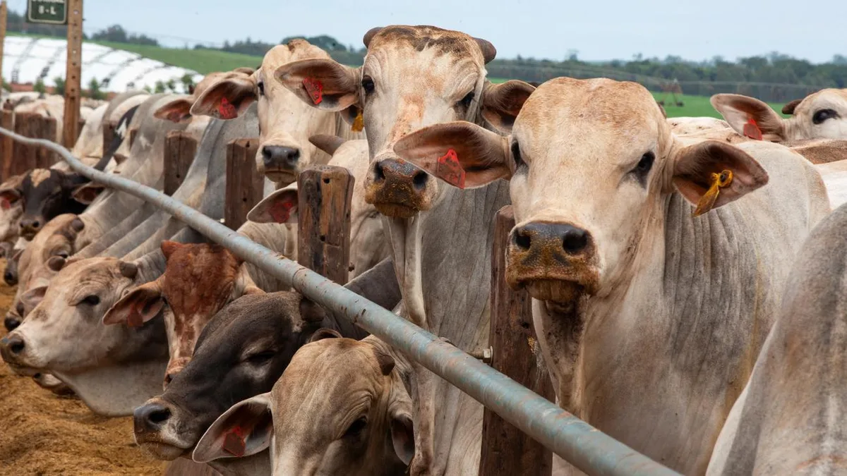 Freihandel: EU stoppt Fleischimporte aus Brasilien wegen Antibiotikaregeln
