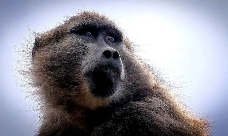 WILD LIFERS: Jane of Waterfall speaks to the tall tailless