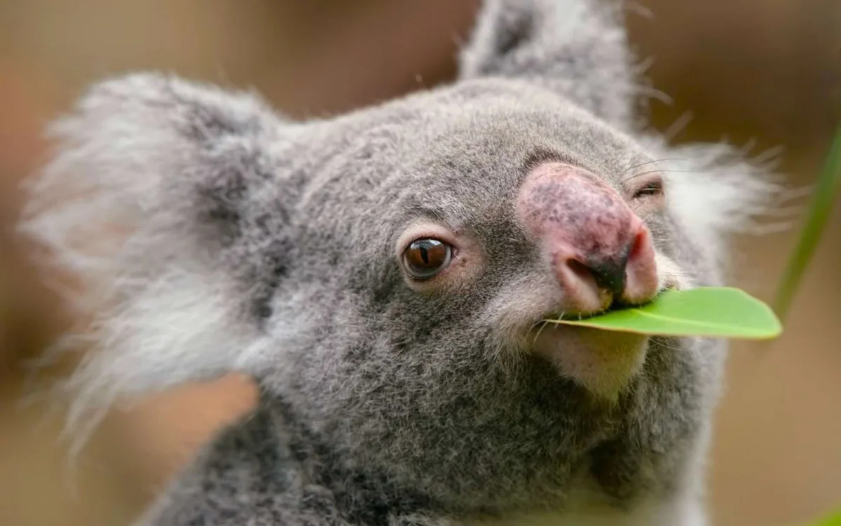 En 1994, ils achètent 3 500 hectares et plantent 44 000 eucalyptus : 30 ans plus tard, voici ce que les koalas en ont fait