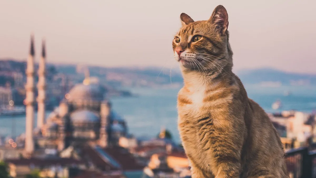 Esta cidade tem uma história de séculos com os seus gatos
