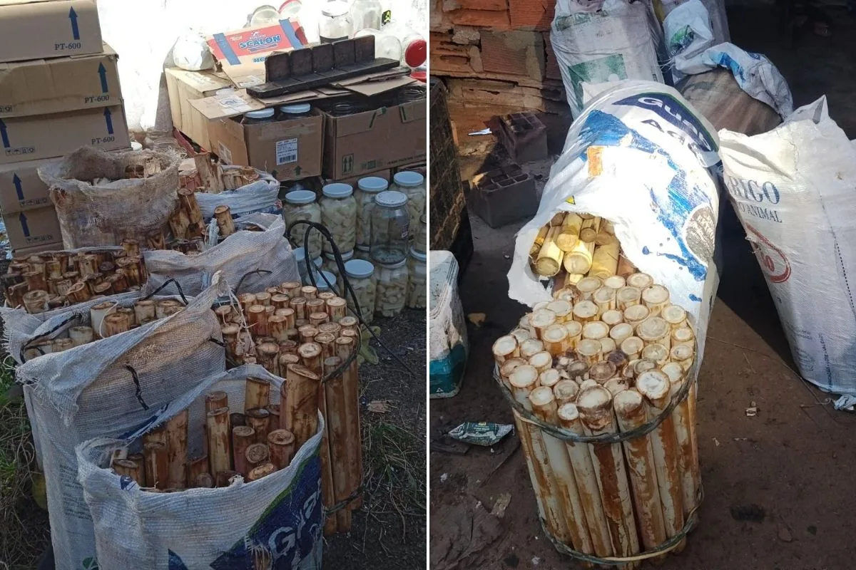 Homem é preso com mais de 400 hastes de palmito-juçara e multado em R$ 275 mil no litoral de SP