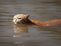 Baden in Baden-Baden: Katze öffnet Wasserhahn und überflutet Wohnung