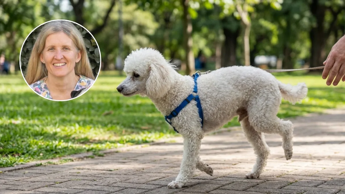 Erica, veterinaria especialista en columna canina: “Si tu caniche hace este movimiento, puede tener una luxación de rótula”