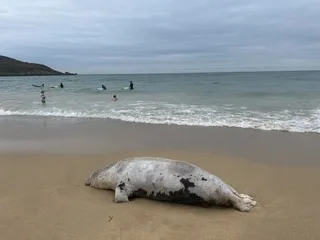 Les baigneurs découvrent un phoque inanimé échoué sur une plage du pays de Saint-Malo