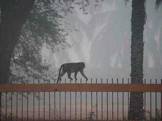 Quatre personnes périssent en luttant contre les incendies dans un parc national d’Indonésie