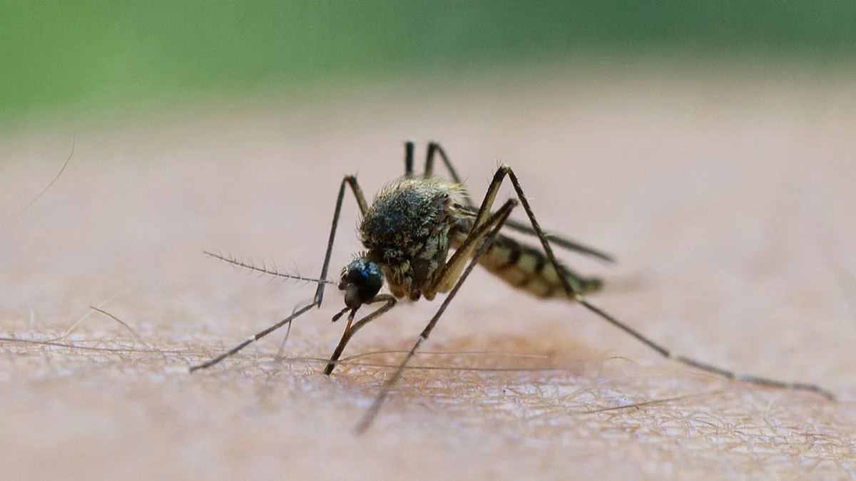 Gesundheit: West-Nil-Virus im Land: Das muss man jetzt wissen