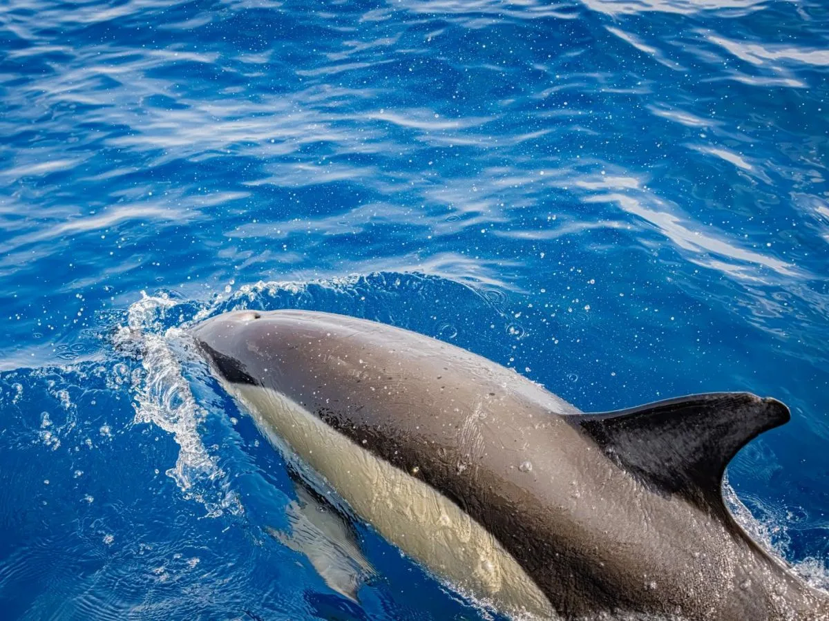 Flipper est de retour dans le Bassin d'Arcachon