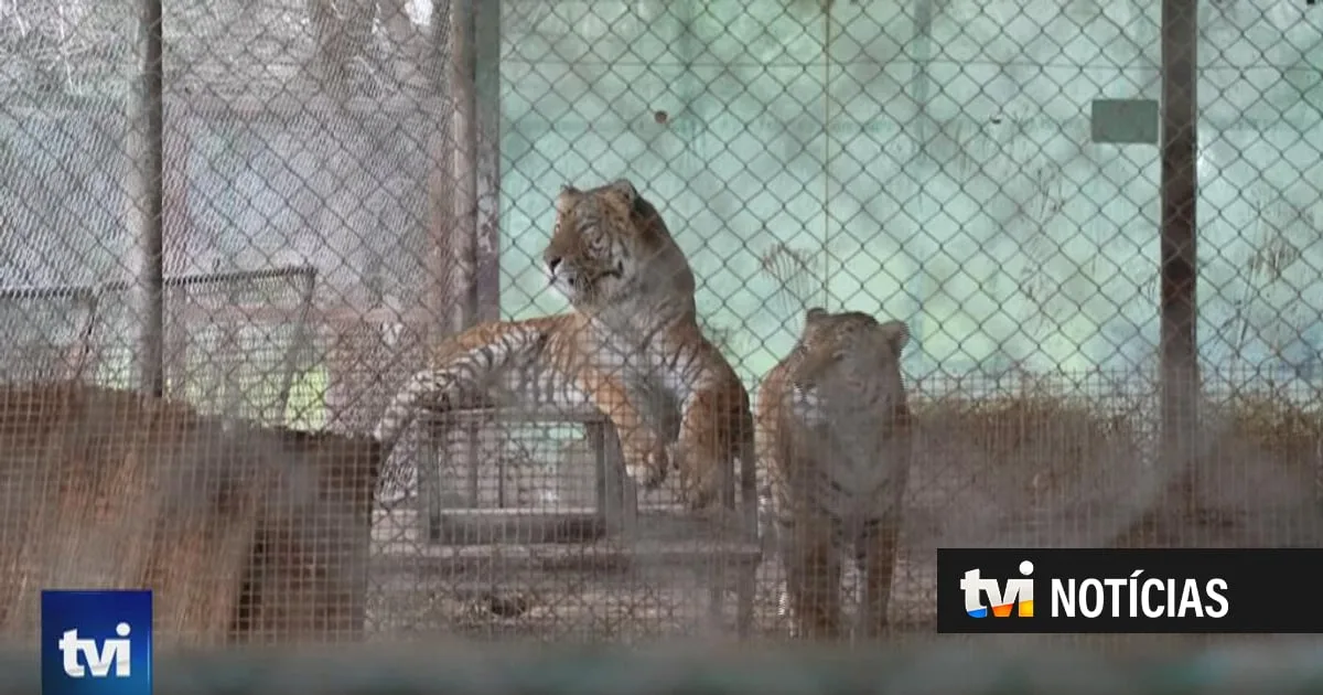 Depois de anos em pequenas jaulas, 30 grandes felinos vão ter uma nova vida