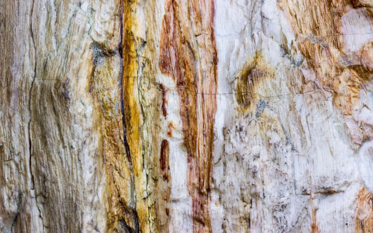 Bien avant l'apparition des arbres, la Terre abritait déjà une forme de vie géante qui semble venue d'un autre monde