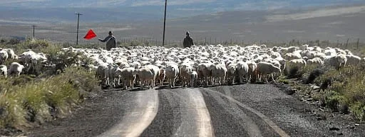 El Nino warning to farmers: cut livestock and plant water-wise crops