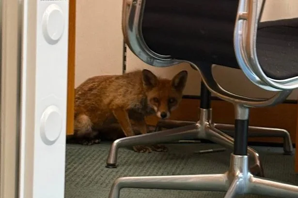 Fox found hiding in cupboard in MP's Westminster office before being escorted out