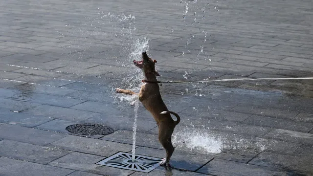 Calor: Quase três mil mortes adicionais na Bélgica