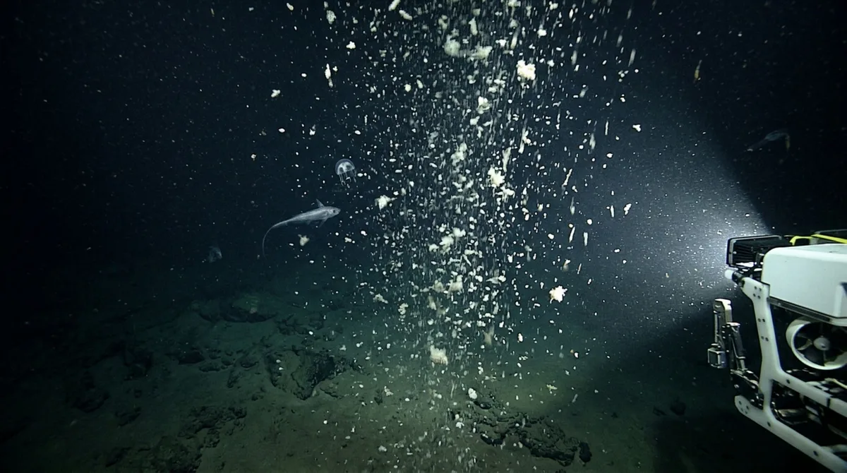 Existe uma espécie de neve caindo continuamente dentro do oceano, e parte dela consegue atravessar 4.000 metros de água em apenas uma semana
