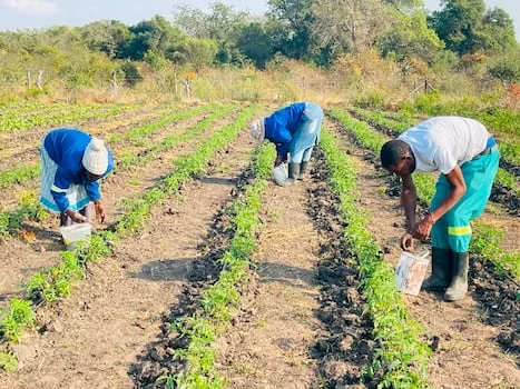 WANDILE SIHLOBO | Immigration and farm labour dynamics in agriculture