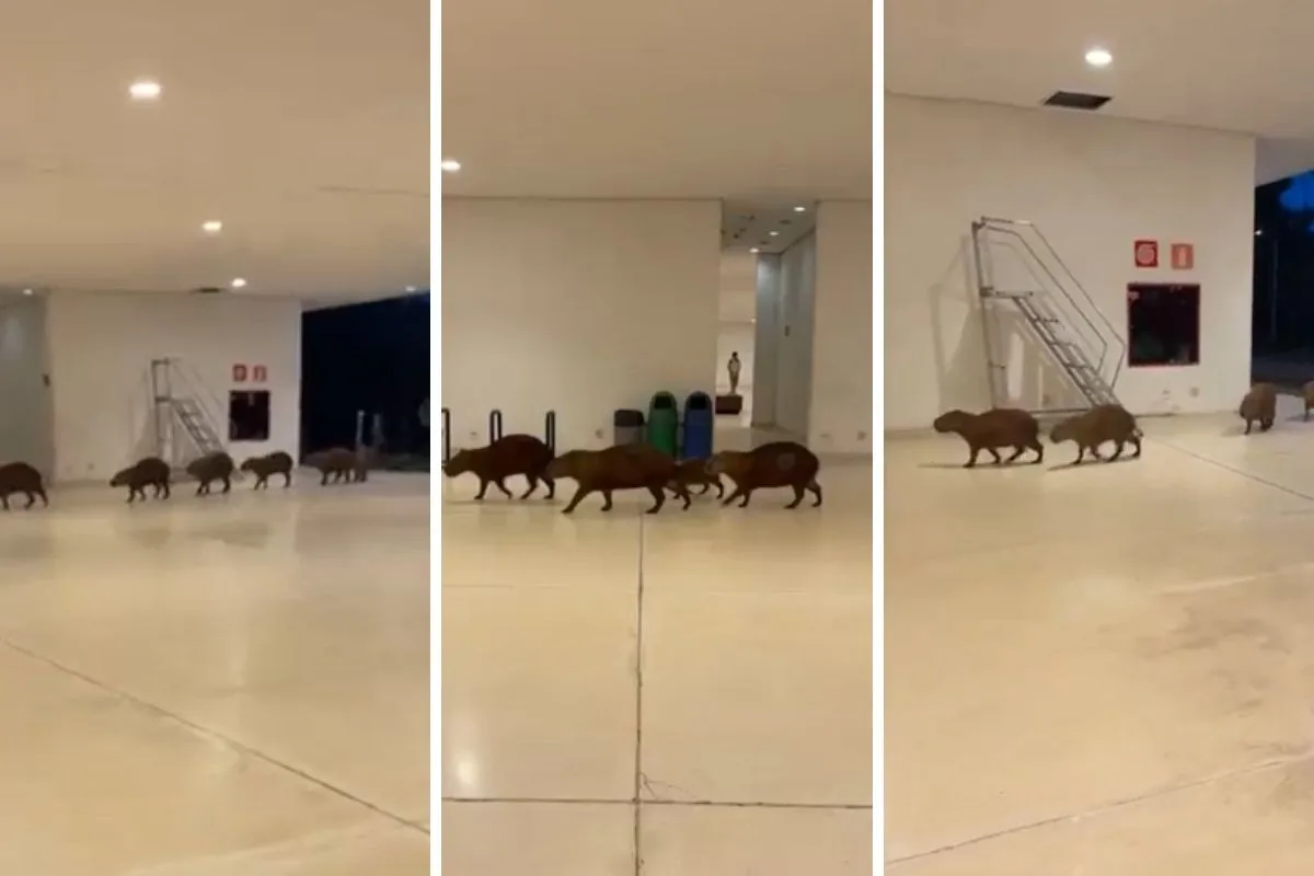 VÍDEO: grupo de capivaras passeia pela sede do governo de Minas