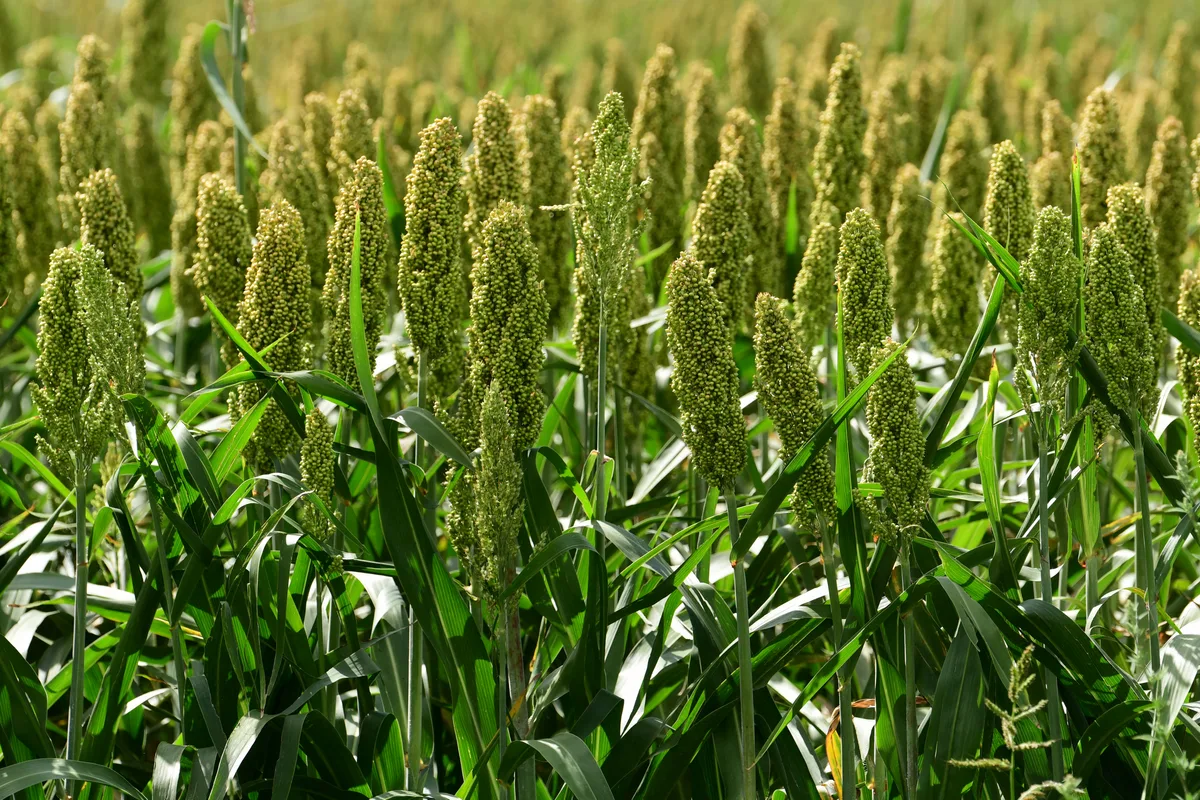 Sorgho, pistachier, bananier... Les plantes tropicales vont-elles sauver l'agriculture française ?