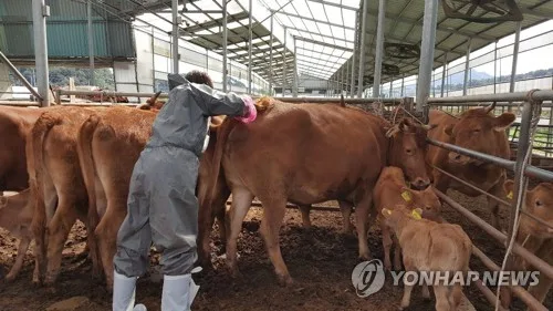 충남 소·염소 57만마리 구제역 백신 일제 접종 시작