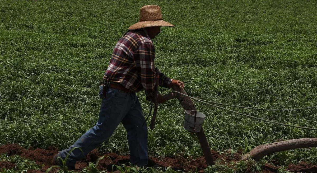 Secretaría de Agricultura alerta por fraude a productores