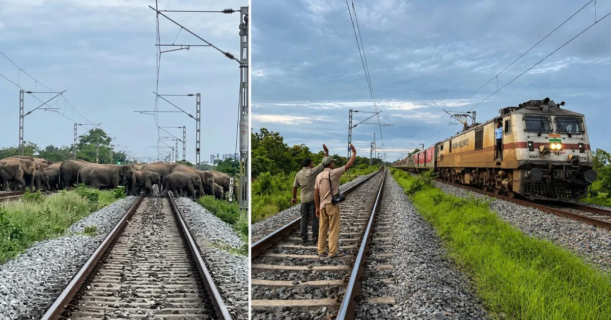 Rajdhani waits as 90 jumbos cross rail tracks