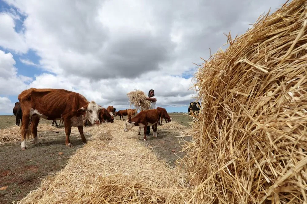 Foot and mouth disease is under control: Aucamp