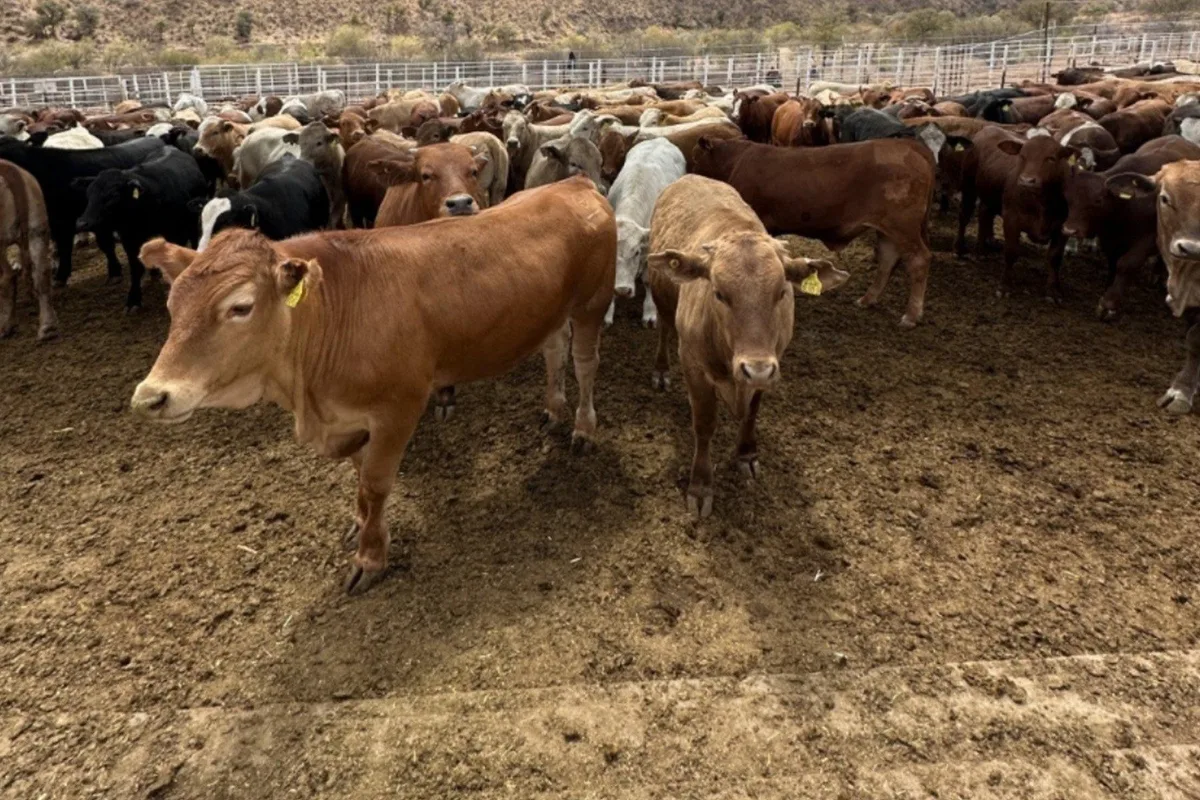 Reanudarán exportación de ganado por Agua Prieta, Sonora