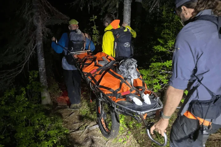 Great Dane stretchered off mountain near Revelstoke, B.C., in unusual rescue