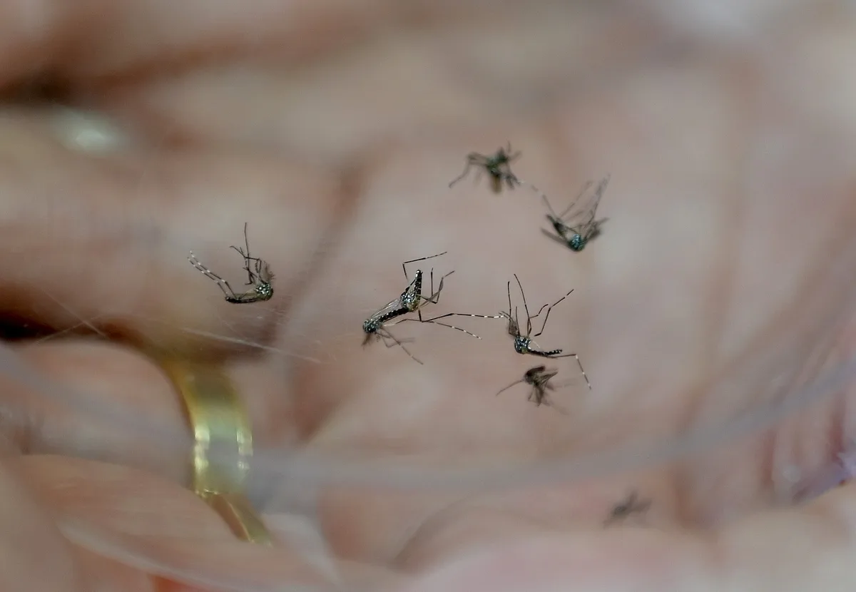 Jacareí confirma terceira morte por dengue em 2026; vítima é um idoso de 72 anos