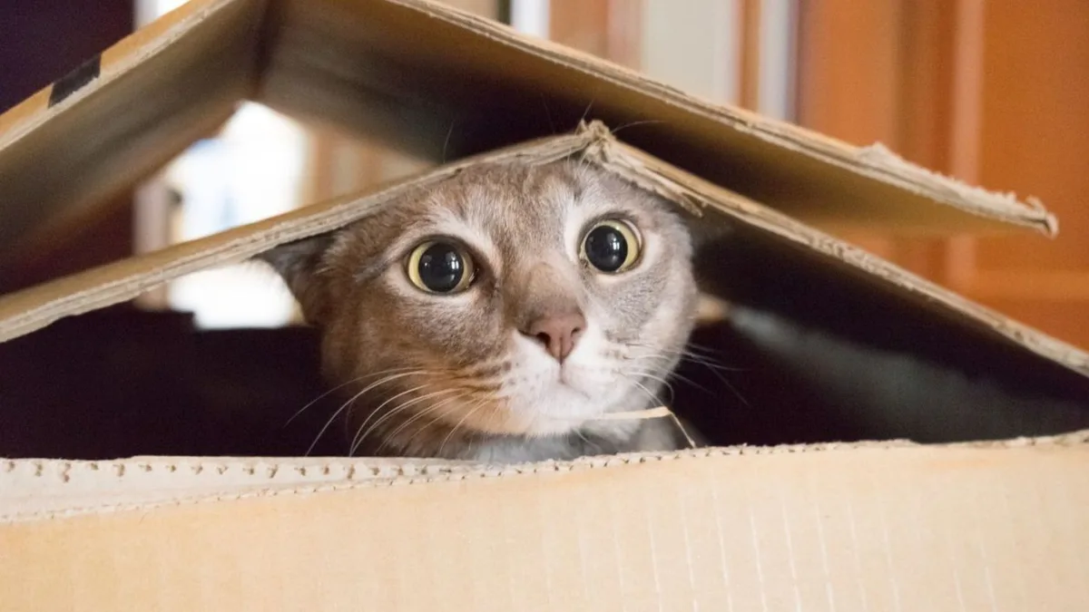 La psicología dice que mirar vídeos de gatos no es perder el tiempo: ayuda a regular los niveles de ansiedad