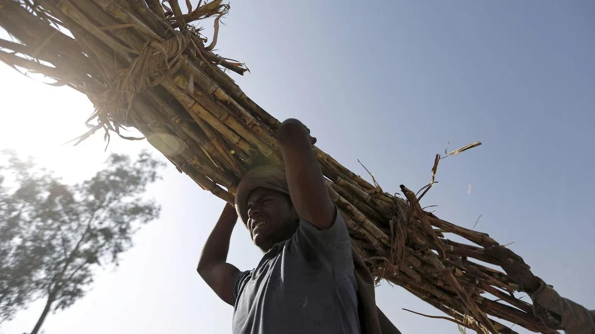 U.P. releases new sugarcane varieties eyeing increasing production