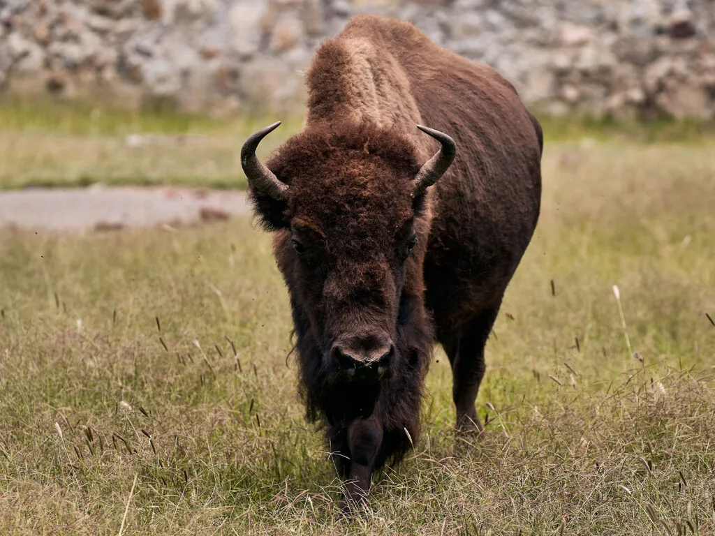 Soltaron un puñado de bisontes en 2009; 15 años después, el desierto de Janos recuperó un mamífero que llevaba casi un siglo extinto