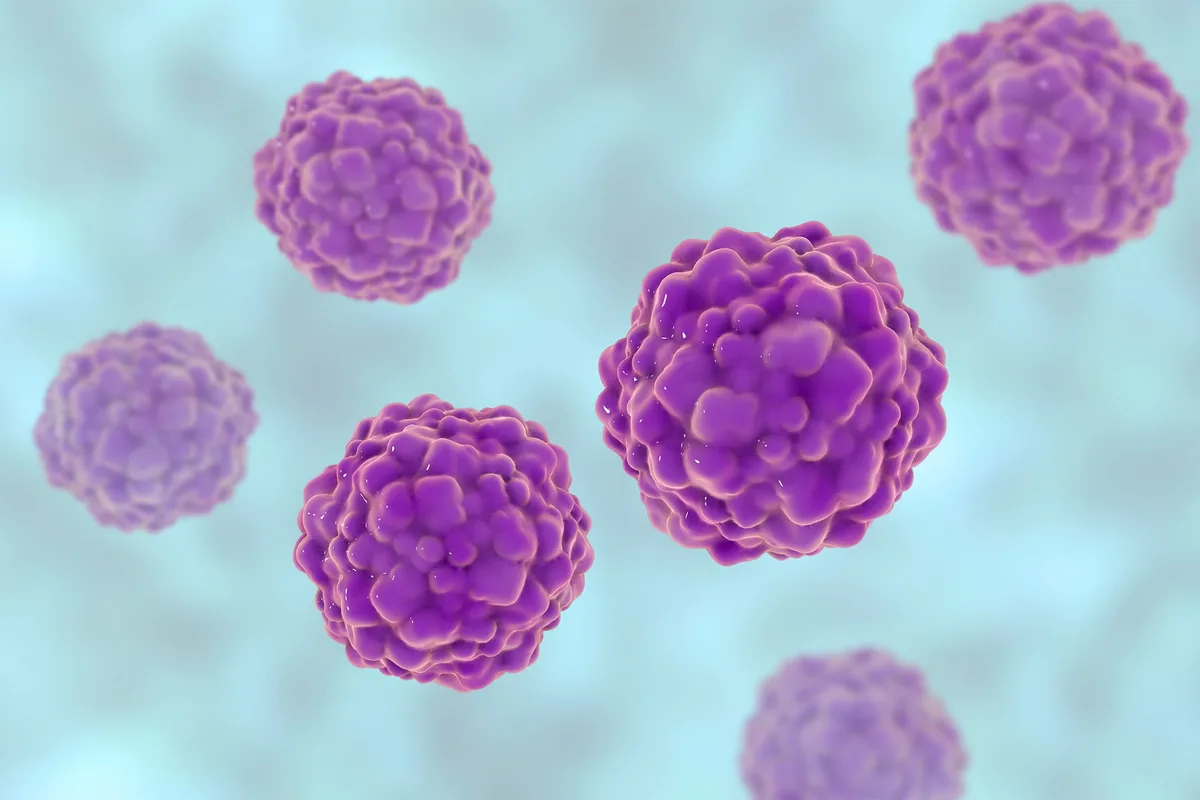 Investigación argentina: un misterioso virus podría ayudar a predecir (y evitar) complicaciones en trasplantados renales