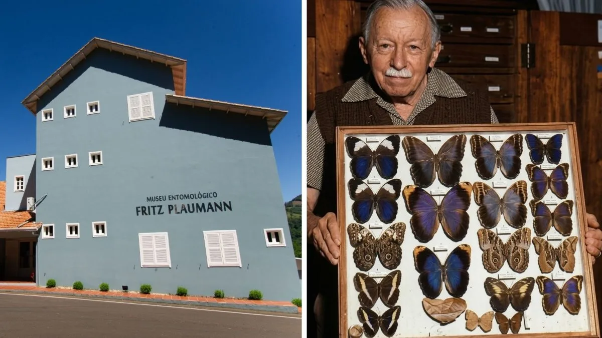 Maior museu de insetos da América Latina fica em SC e guarda 80 mil exemplares
