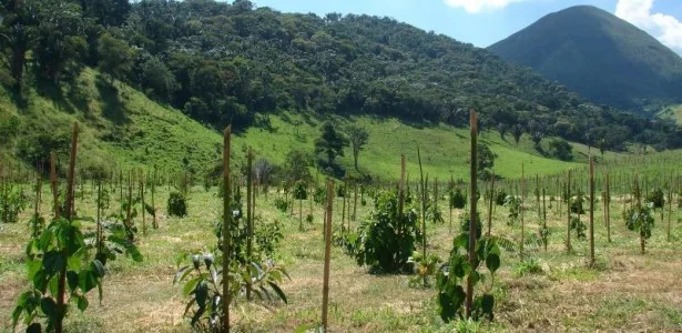 Cientistas propõem dez regras para embasar a restauração de ecossistemas