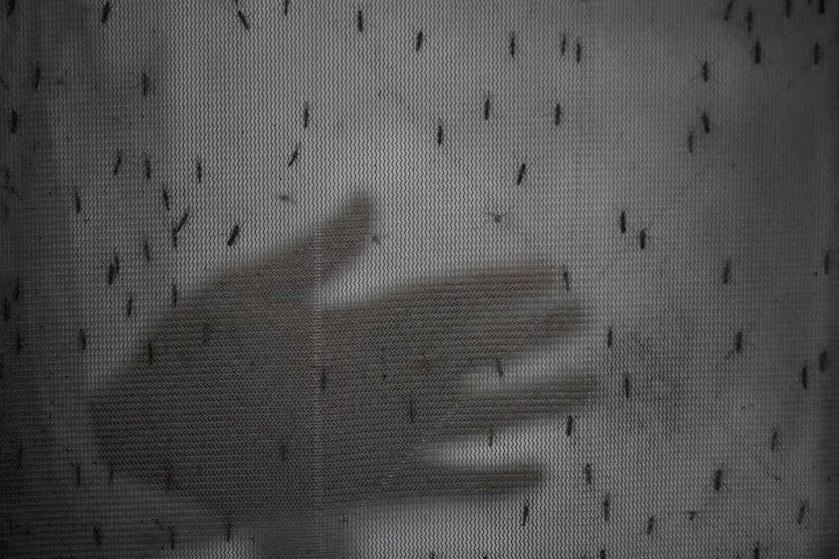Denuncian repunte de dengue en Cuba, sin cifras oficiales recientes