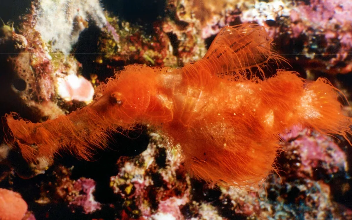 La photo de la semaine : difficile de ne pas voir un personnage de Sesame Street dans ce drôle de poisson hirsute