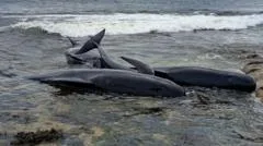 Two pilot whales dead after mass stranding