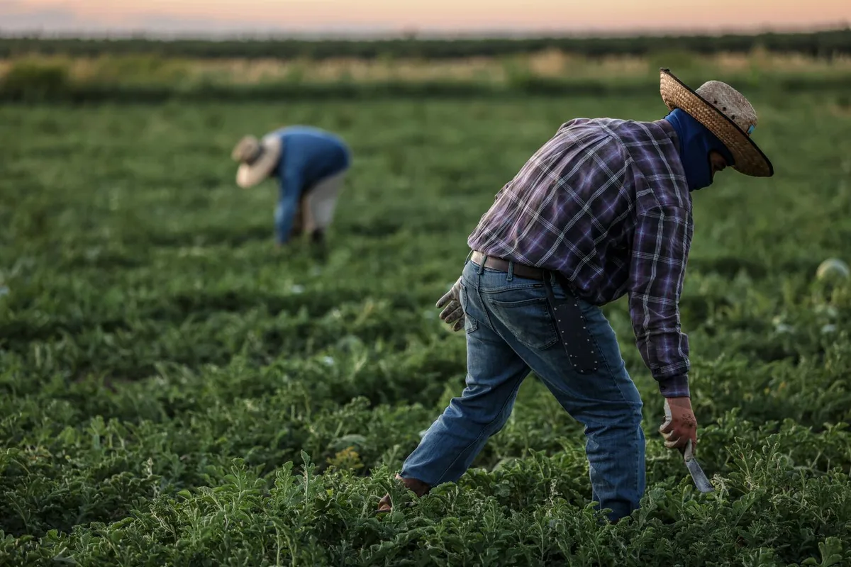 Trump administration wage cuts for seasonal farmworkers unlawful, federal judge in California rules