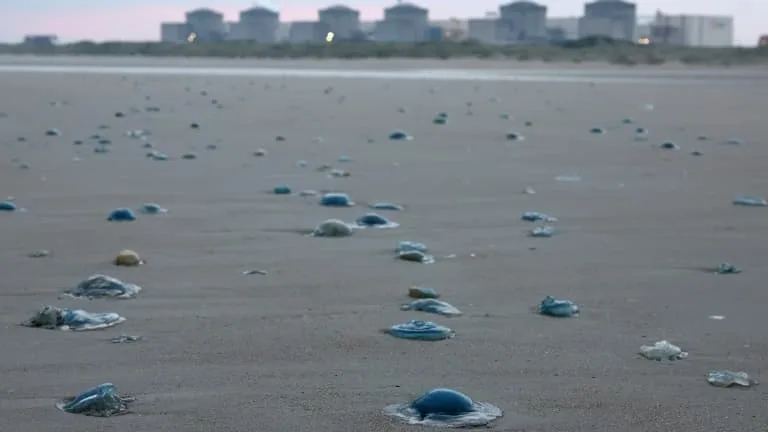 Un réacteur de la centrale de Gravelines a été reconnecté: huit tranches nucléaires d'EDF sont toujours à l'arrêt à cause de la canicule et d'une invasion de méduses dans le Nord
