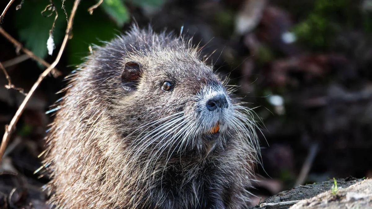 Con incisivos naranjas y aspecto de peluche, esta especie invasora puede pesar hasta 6,5 kilos y ya está a las puertas de Barcelona
