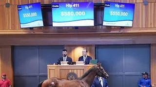 Otro año de montos récords en las subastas de yearlings criados en New York