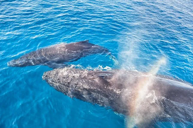 Une baleine faisant le deuil de son petit mort-né ? Des images rares semblent le montrer